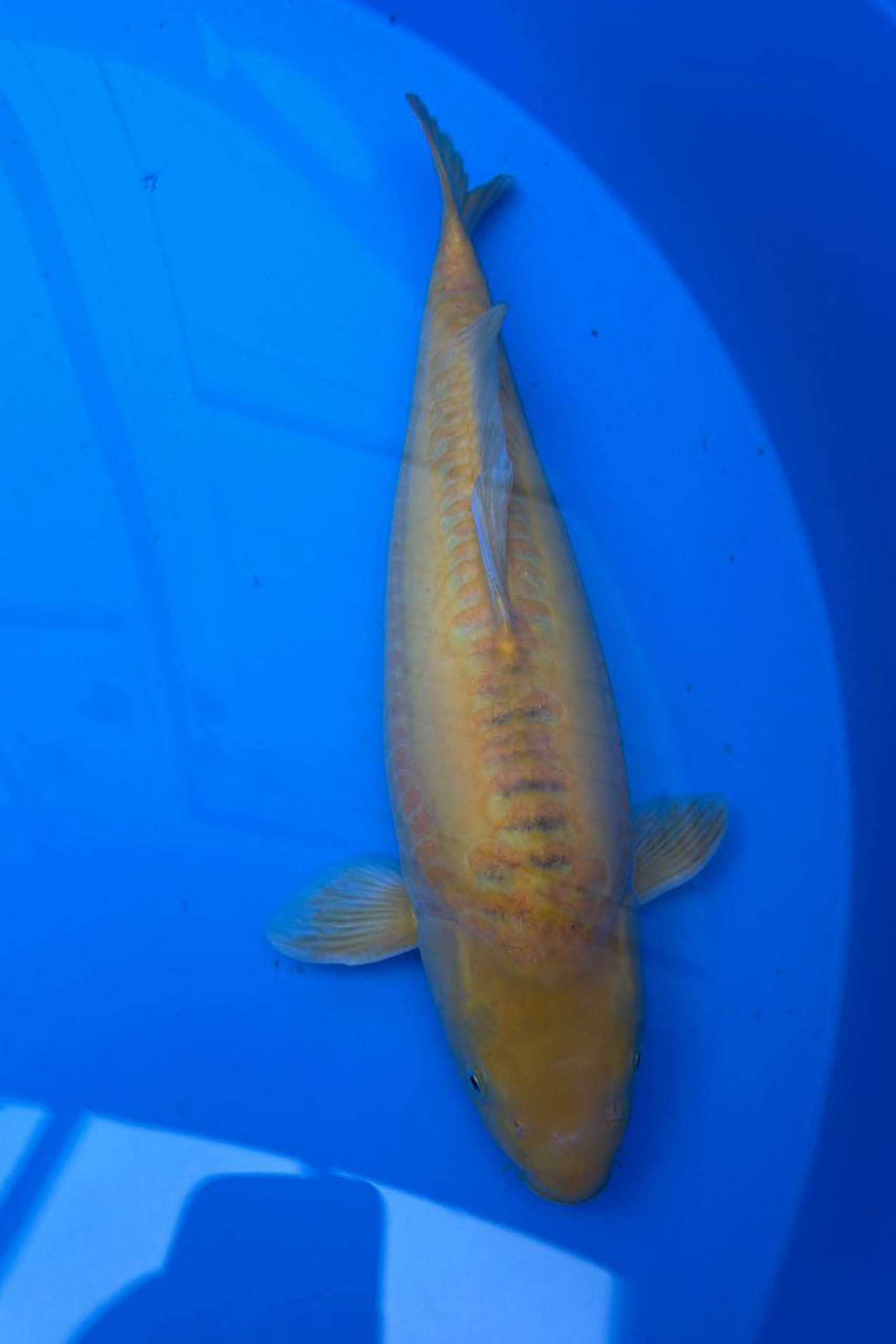 Koi_Online_Export_hoch_72dpi10