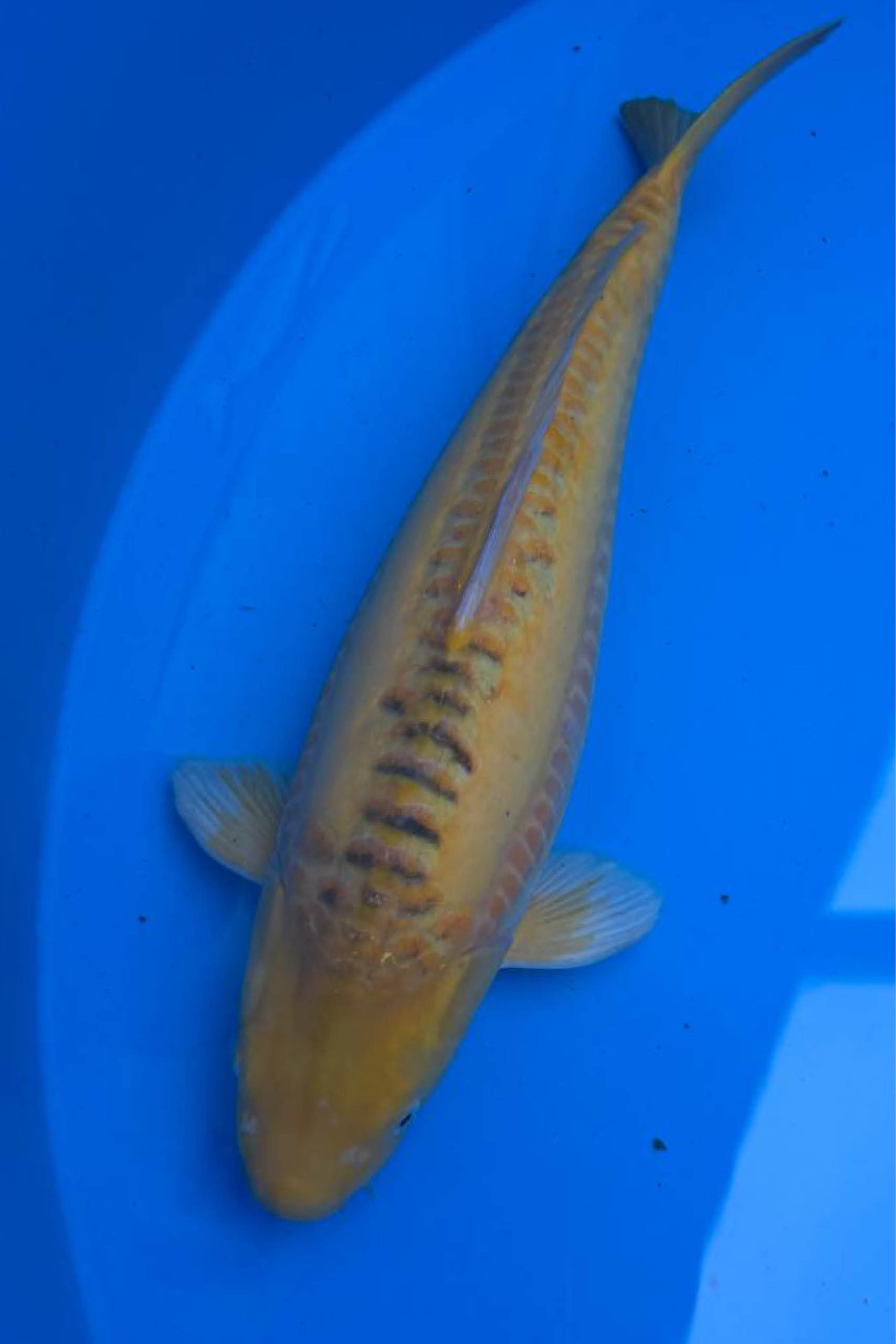 Koi_Online_Export_hoch_72dpi11