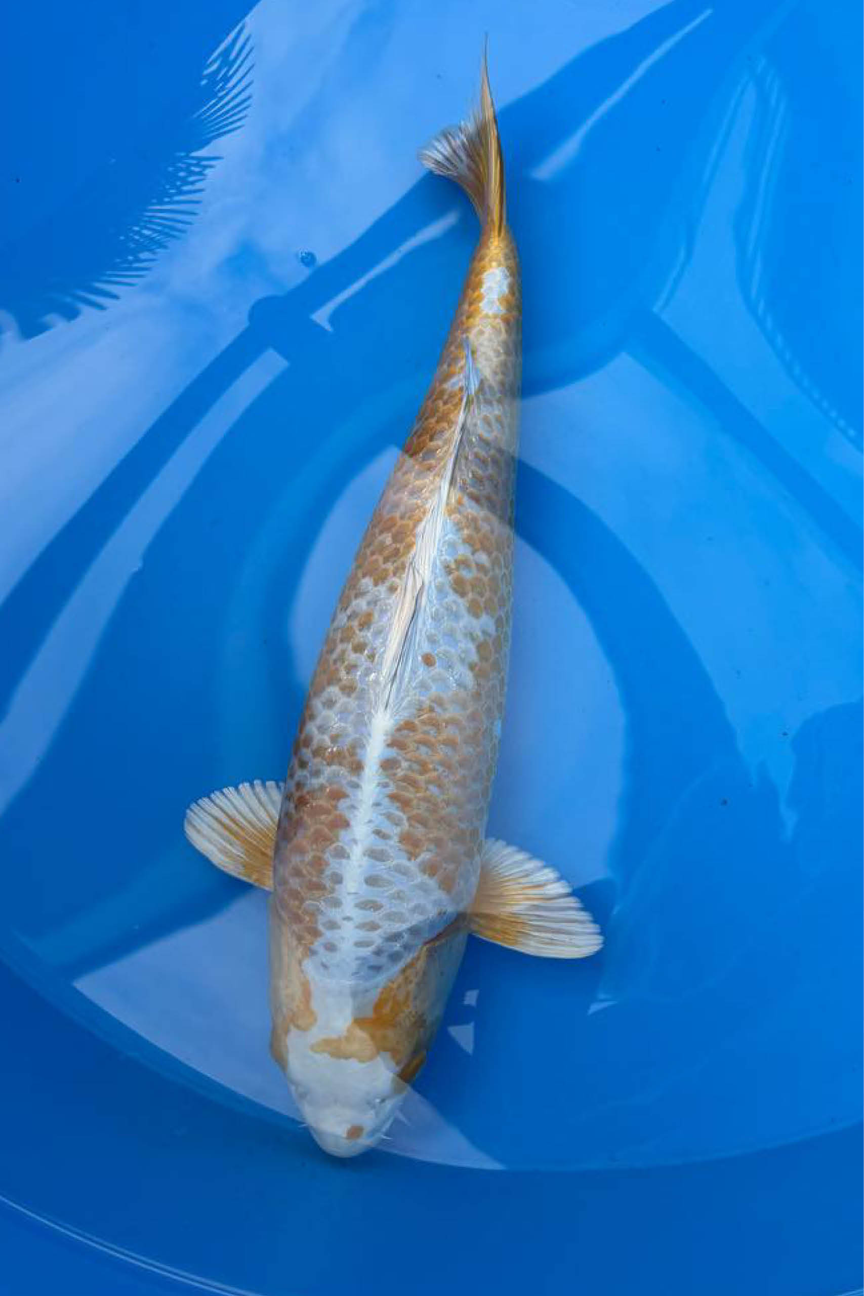 Koi_Online_Export_hoch_72dpi2