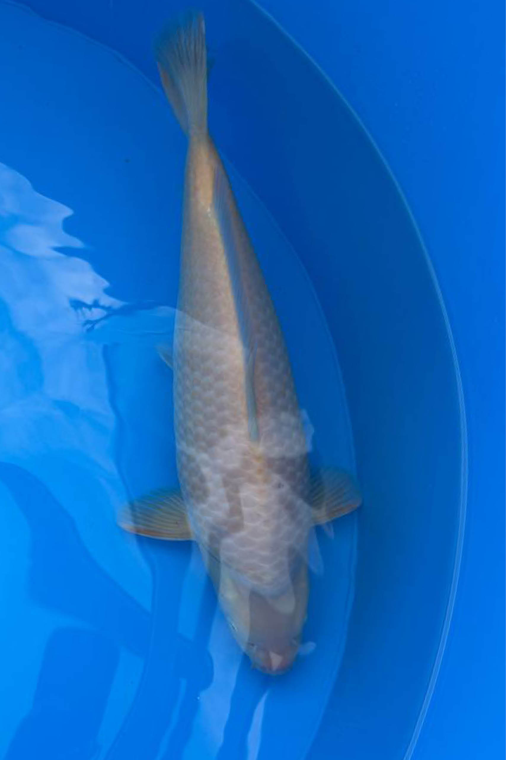 Koi_Online_Export_hoch_72dpi5