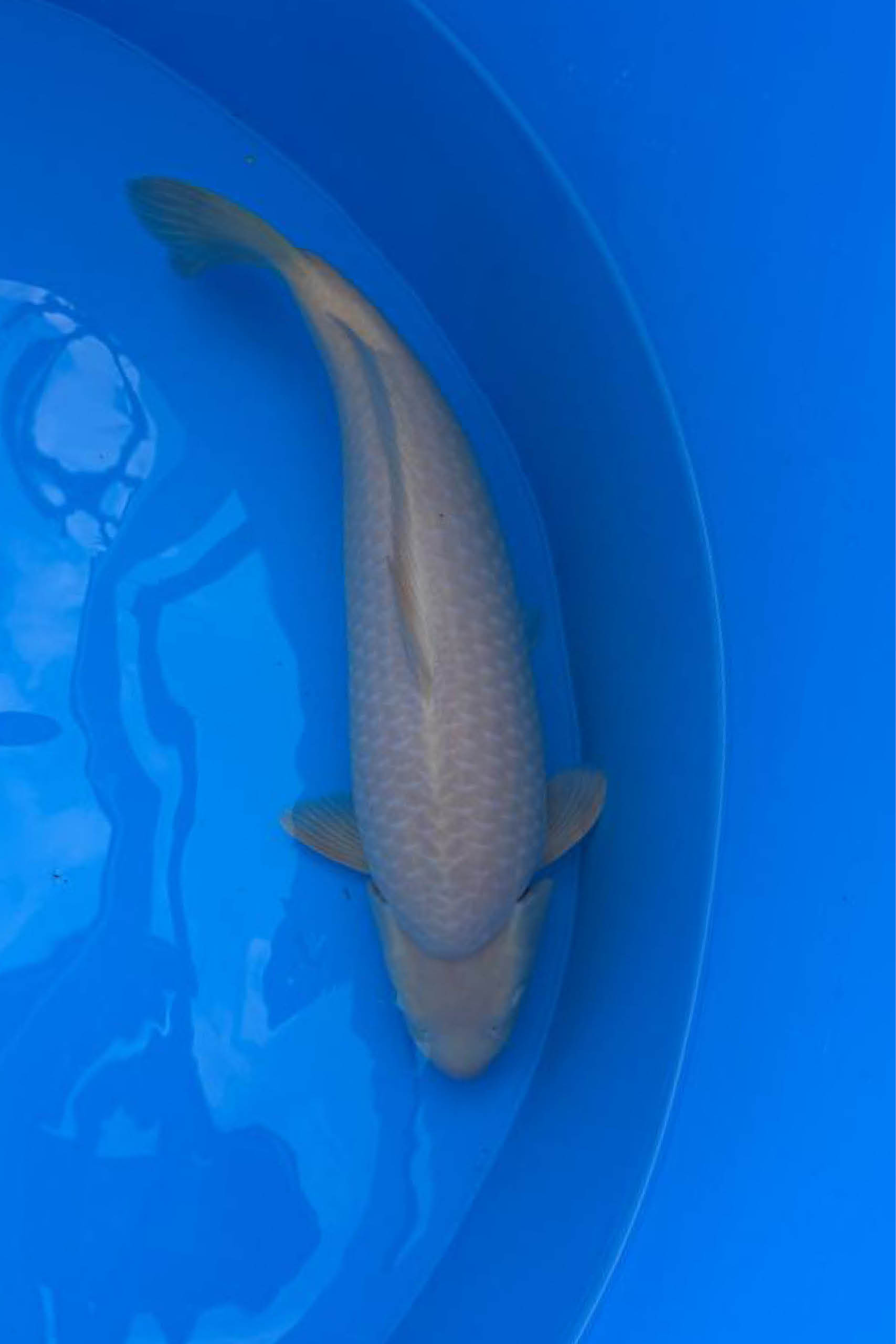 Koi_Online_Export_hoch_72dpi6