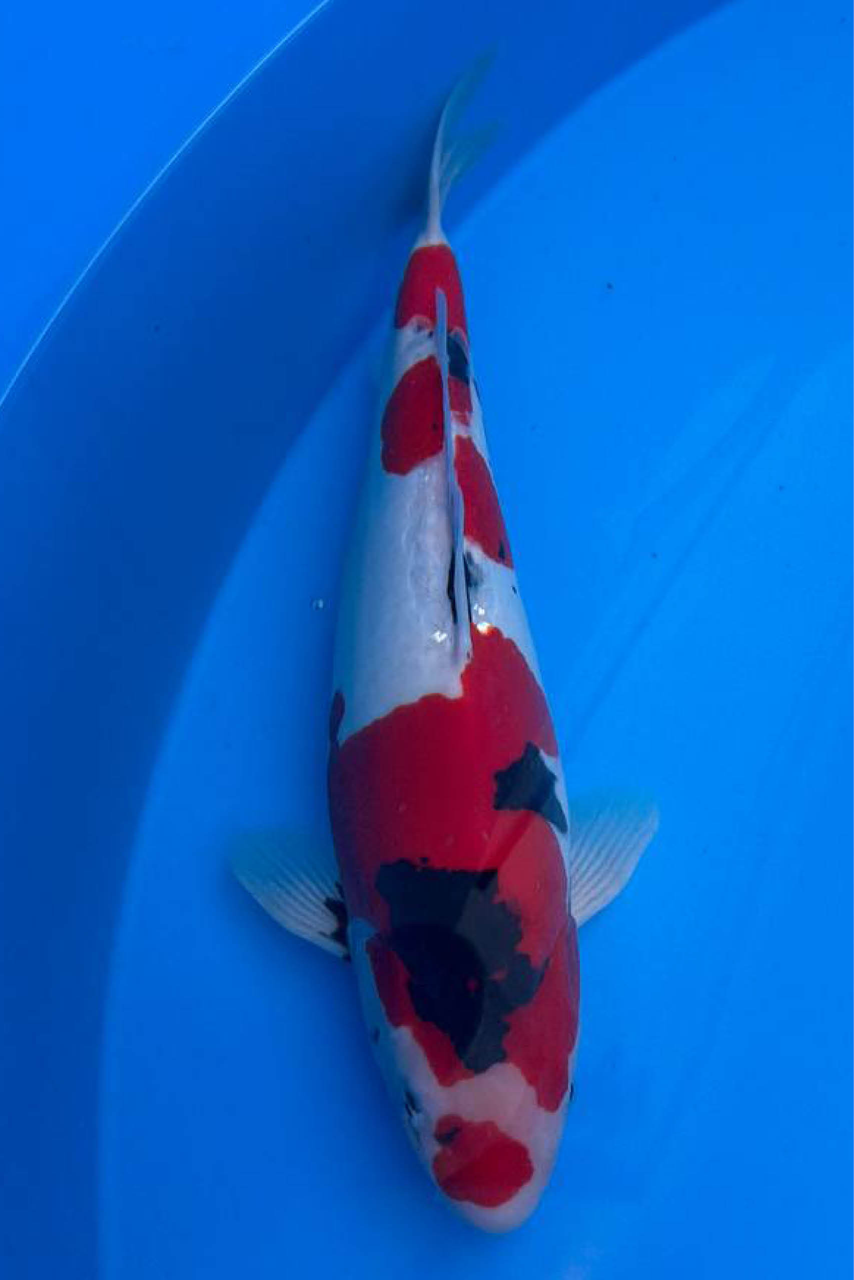 Koi_Online_Export_hoch_72dpi7